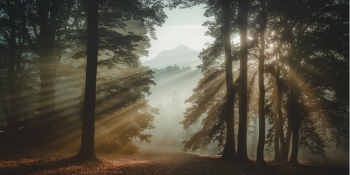Elas Preveem o Céu: Floresta emite alertas antes do eclipse solar
